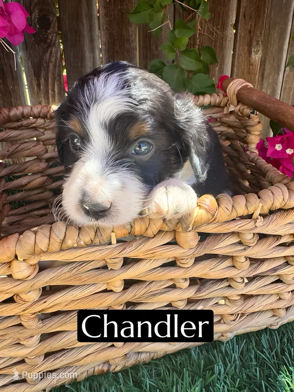 Chandler (10 lbs) – Miniature Aussiedoodle puppy for sale in Bakersfield, CA