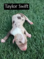 Taylor Swift, a female Miniature Aussiedoodle for sale in Bakersfield, CA – 1 of 1