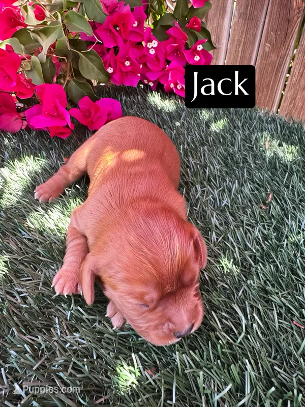AKC Jack – Cavalier King Charles Spaniel puppy for sale in Bakersfield, CA