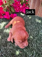 AKC Jack (Mm kyky Bb atat Ssp), a male Cavalier King Charles Spaniel for sale in Bakersfield, CA – 2 of 3