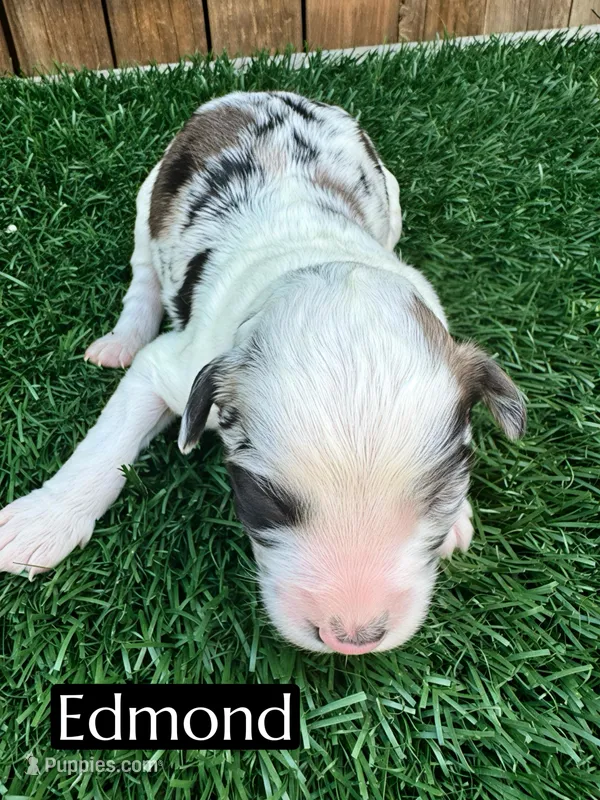 Edmond (10-15 lbs) – Miniature Aussiedoodle puppy for sale in Bakersfield, CA