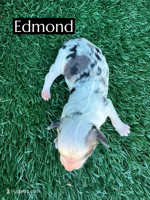 Edmond (10-15 lbs) – Miniature Aussiedoodle puppy for sale in Bakersfield, CA