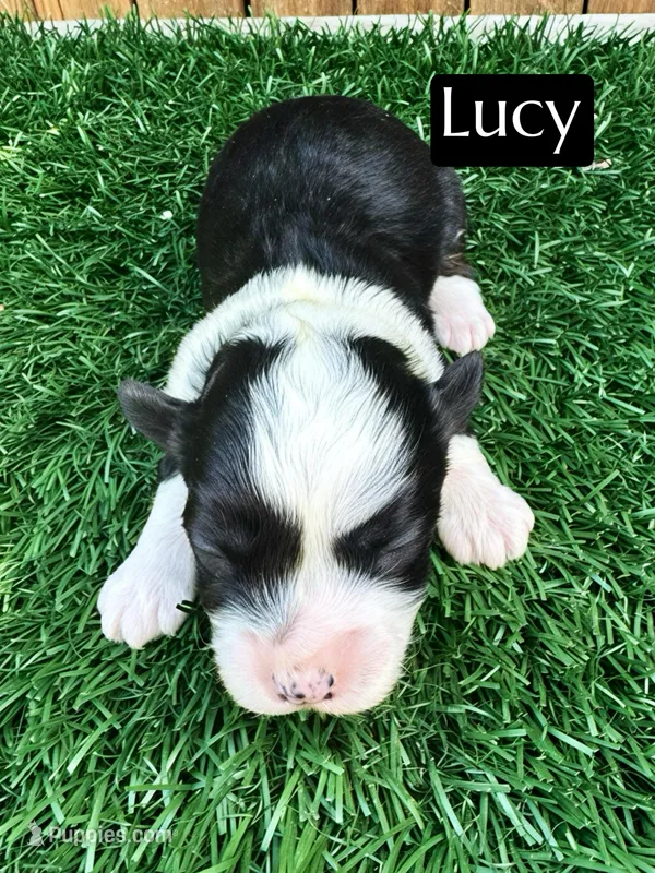 Lucy (10-15 lbs) – Miniature Aussiedoodle puppy for sale in Bakersfield, CA