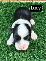 Lucy (10-15 lbs), a female Miniature Aussiedoodle for sale in Bakersfield, CA – Photo 3 of 4