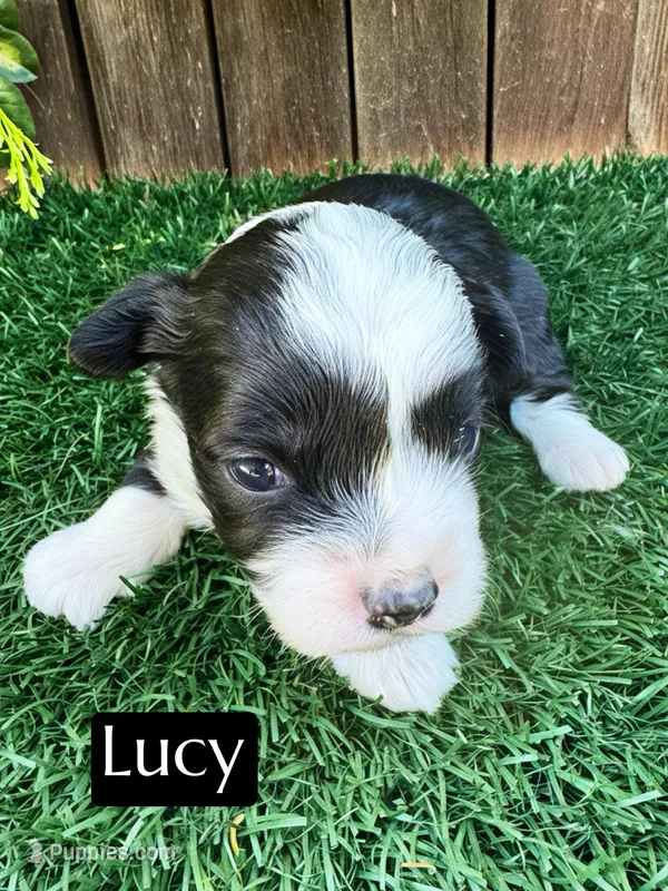 Lucy (10-15 lbs) – Miniature Aussiedoodle puppy for sale in Bakersfield, CA
