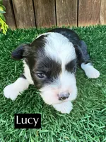 Lucy (10-15 lbs), a female Miniature Aussiedoodle for sale in Bakersfield, CA – Photo 2 of 4