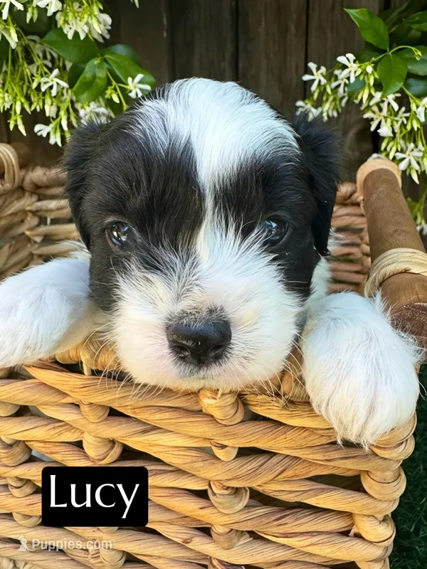 Lucy (10-15 lbs) – Miniature Aussiedoodle puppy for sale in Bakersfield, CA