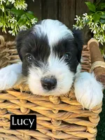 Lucy (10-15 lbs), a female Miniature Aussiedoodle for sale in Bakersfield, CA – Photo 2 of 6