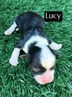 Lucy (10-15 lbs), a female Miniature Aussiedoodle for sale in Bakersfield, CA – Photo 4 of 4