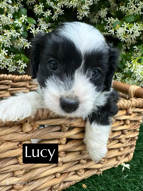 Lucy (10-15 lbs) – Miniature Aussiedoodle puppy for sale in Bakersfield, CA