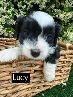 Lucy (10-15 lbs), a female Miniature Aussiedoodle for sale in Bakersfield, CA – Photo 1 of 6