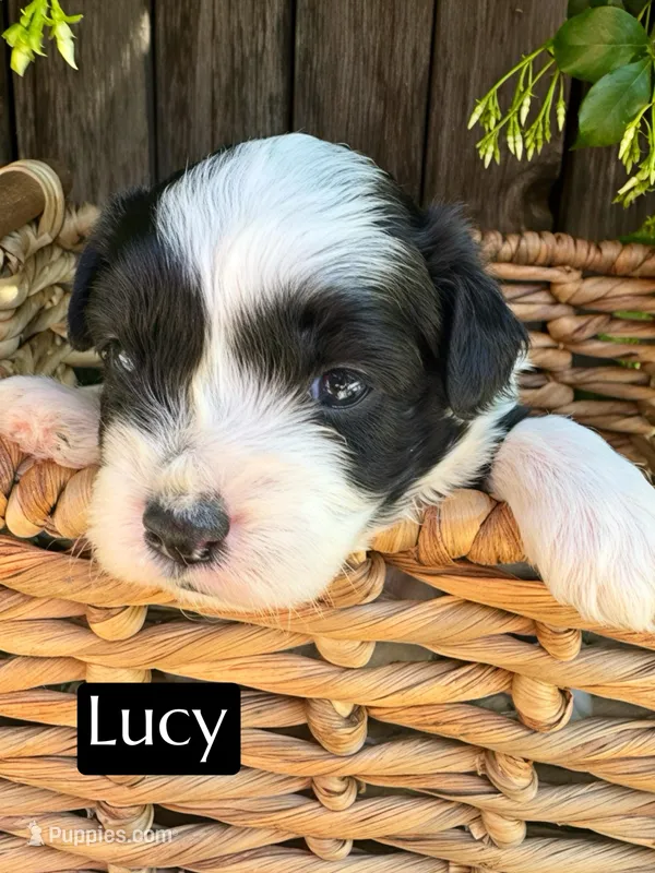 Lucy (10-15 lbs) – Miniature Aussiedoodle puppy for sale in Bakersfield, CA