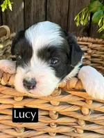 Lucy (10-15 lbs), a female Miniature Aussiedoodle for sale in Bakersfield, CA – Photo 1 of 4