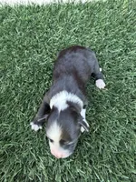 Dua Lipa (10 lbs), a female Miniature Aussiedoodle for sale in Bakersfield, CA – 1 of 1