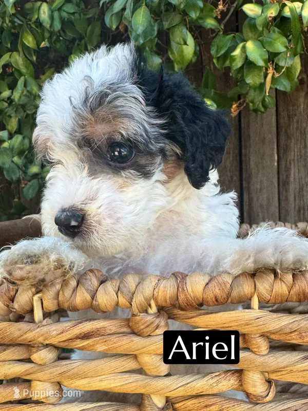 Ariel (roughly 15 lbs) – Poodle - Miniature  puppy for sale in Bakersfield, CA