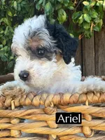 Ariel (roughly 15 lbs), a female Poodle - Miniature  for sale in Bakersfield, CA – 2 of 6