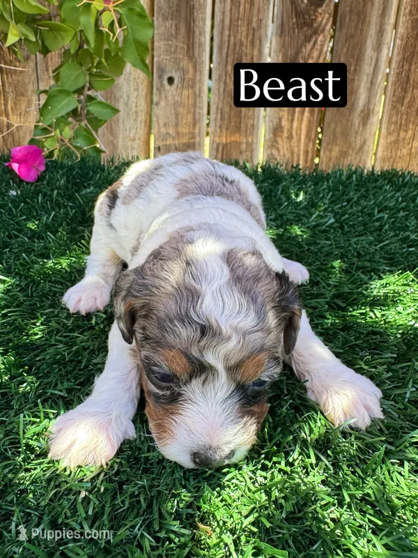Beast (roughly 15 lbs) – Poodle - Miniature  puppy for sale in Bakersfield, CA