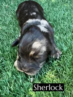 Sherlock , a male Cavapoo for sale in Bakersfield, CA – 4 of 5
