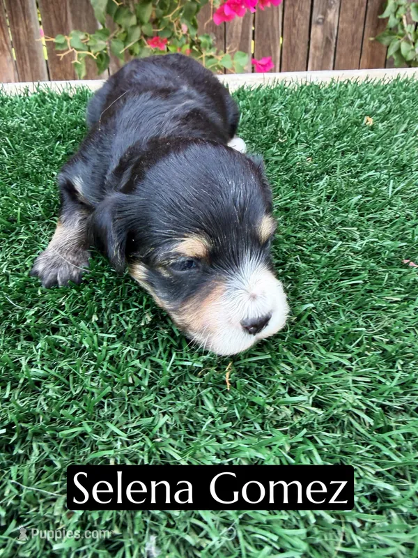 Selena Gomez (15-18 lbs) – Miniature Aussiedoodle puppy for sale in Bakersfield, CA