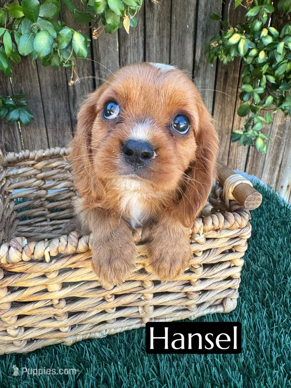 AKC Hansel – Cavalier King Charles Spaniel puppy for sale in Bakersfield, CA