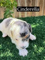 Cinderella (roughly 15 lbs), a female Poodle - Miniature  for sale in Bakersfield, CA – 3 of 3