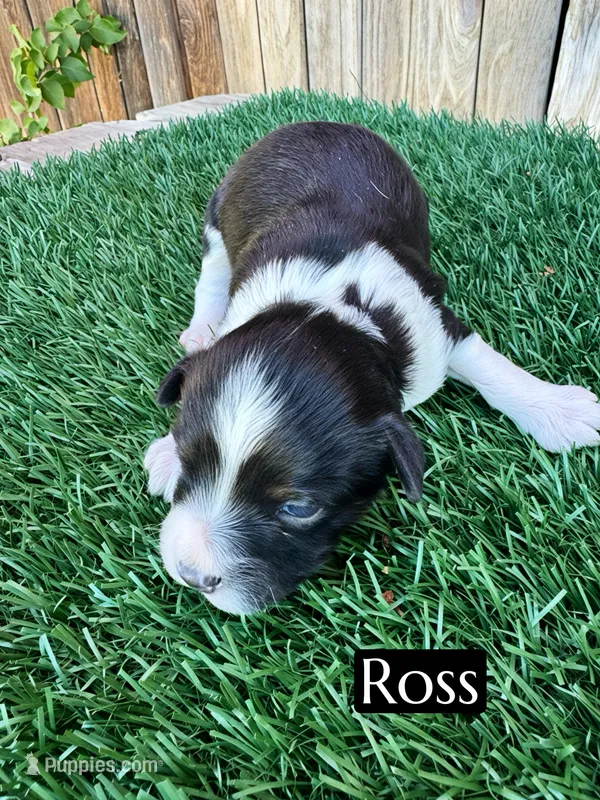 Ross (10 lbs) – Miniature Aussiedoodle puppy for sale in Bakersfield, CA
