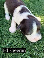 Ed Sheeran (12 lbs), a male Miniature Aussiedoodle for sale in Bakersfield, CA – 1 of 2