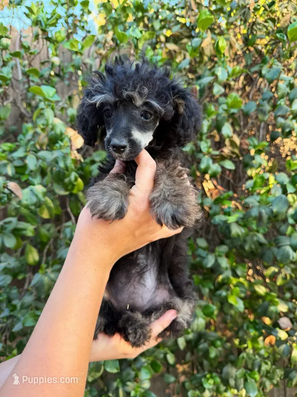 Sweetie – Poodle - Toy  puppy for sale in Bakersfield, CA