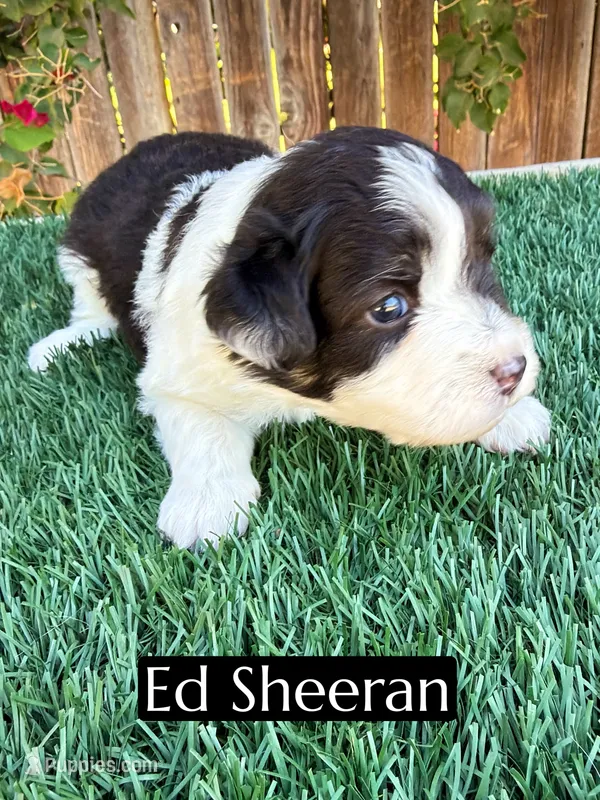 Ed Sheeran (12 lbs) – Miniature Aussiedoodle puppy for sale in Bakersfield, CA