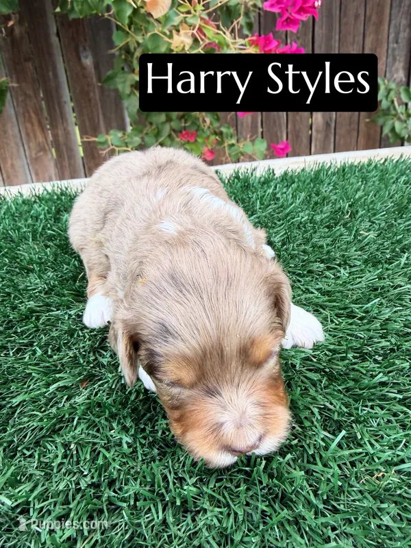 Harry Styles (15-18 lbs) – Miniature Aussiedoodle puppy for sale in Bakersfield, CA