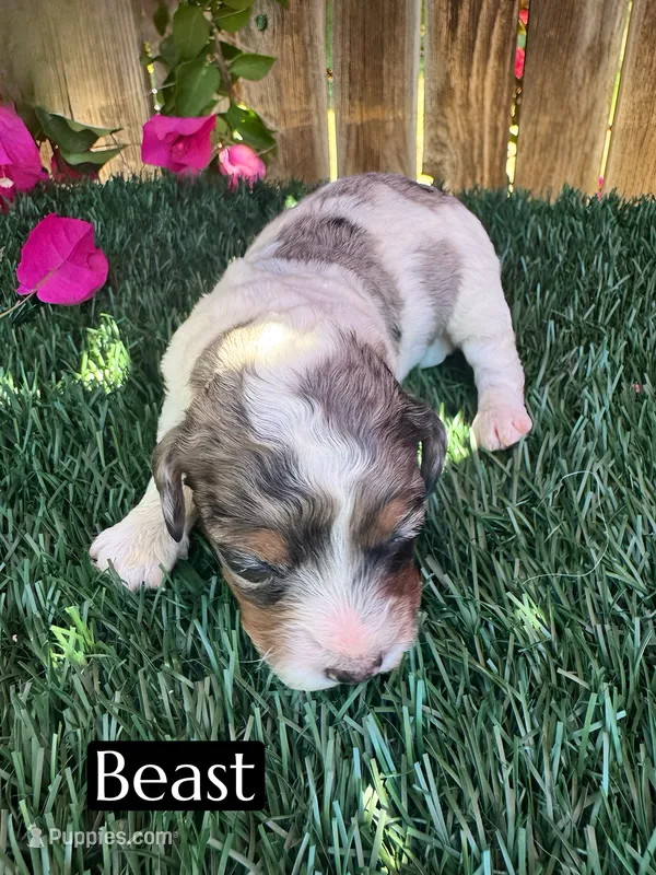 Beast (roughly 15 lbs) – Poodle - Miniature  puppy for sale in Bakersfield, CA
