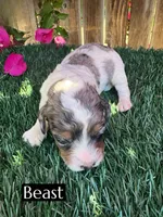 Beast (roughly 15 lbs), a male Poodle - Miniature  for sale in Bakersfield, CA – 3 of 4