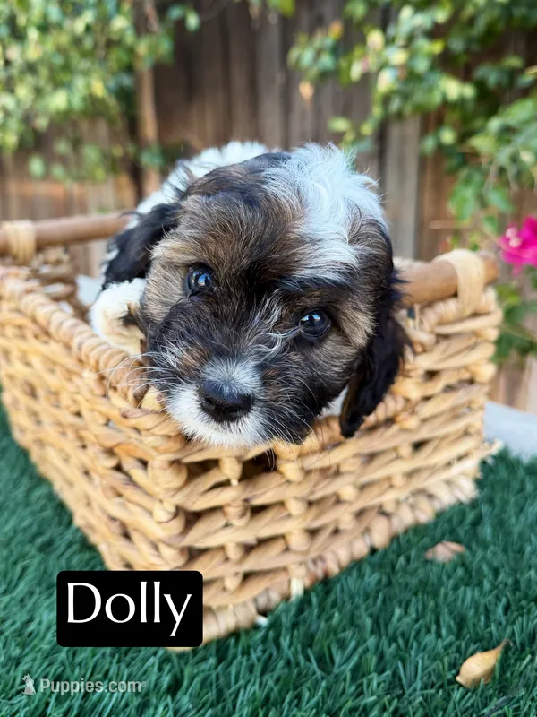 Dolly – Cavapoo puppy for sale in Bakersfield, CA