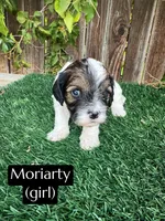 Dolly, a female Cavapoo for sale in Bakersfield, CA – 3 of 6