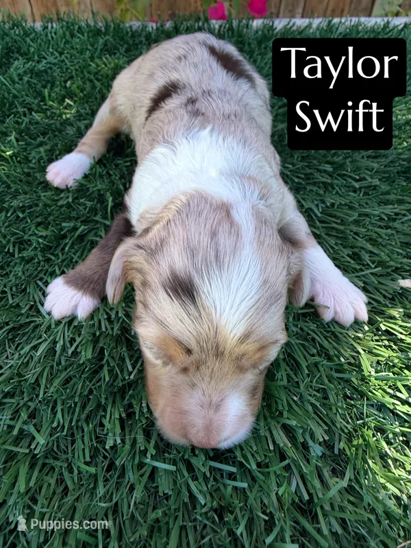 Taylor Swift – Miniature Aussiedoodle puppy for sale in Bakersfield, CA