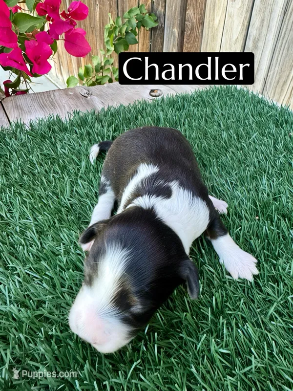 Chandler (10 lbs) – Miniature Aussiedoodle puppy for sale in Bakersfield, CA