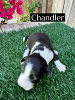 Chandler (10 lbs), a female Miniature Aussiedoodle for sale in Bakersfield, CA – 4 of 6