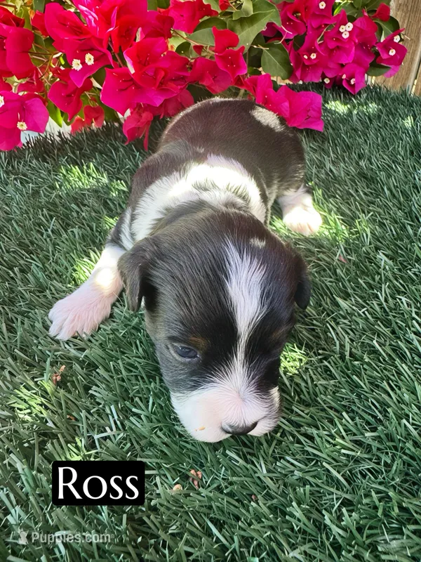 Ross (10 lbs) – Miniature Aussiedoodle puppy for sale in Bakersfield, CA