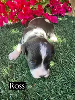 Ross (10 lbs), a female Miniature Aussiedoodle for sale in Bakersfield, CA – 4 of 7