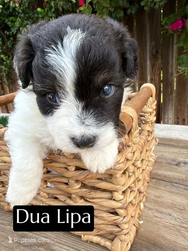 Dua Lipa (10 lbs) – Miniature Aussiedoodle puppy for sale in Bakersfield, CA