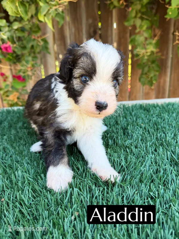Aladdin (15 lbs) – Miniature Aussiedoodle puppy for sale in Bakersfield, CA