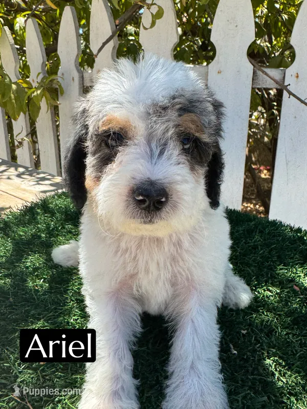 Ariel (roughly 15 lbs) – Poodle - Miniature  puppy for sale in Bakersfield, CA
