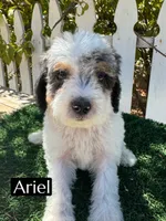 Ariel (roughly 15 lbs), a female Poodle - Miniature  for sale in Bakersfield, CA – 1 of 6