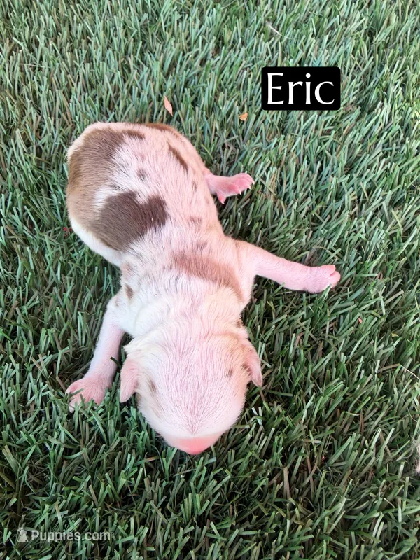 Eric – Miniature Aussiedoodle puppy for sale in Bakersfield, CA