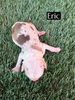 Eric, a male Miniature Aussiedoodle for sale in Bakersfield, CA – 1 of 2