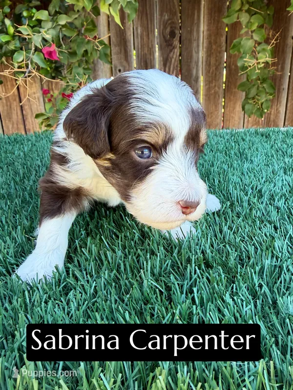 Sabrina Carpenter (15-18 lbs) – Miniature Aussiedoodle puppy for sale in Bakersfield, CA