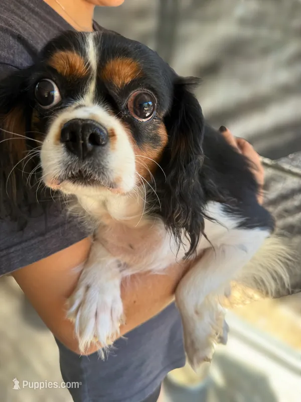 Betty (spayed) – Cavalier King Charles Spaniel puppy for sale in Bakersfield, CA