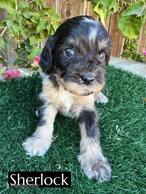 Sherlock  – Cavapoo puppy for sale in Bakersfield, CA