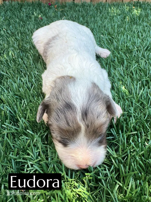 Eudoria – Cavapoo puppy for sale in Bakersfield, CA