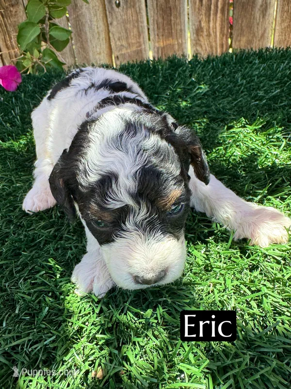 Eric (roughly 15 pounds) – Poodle - Miniature  puppy for sale in Bakersfield, CA